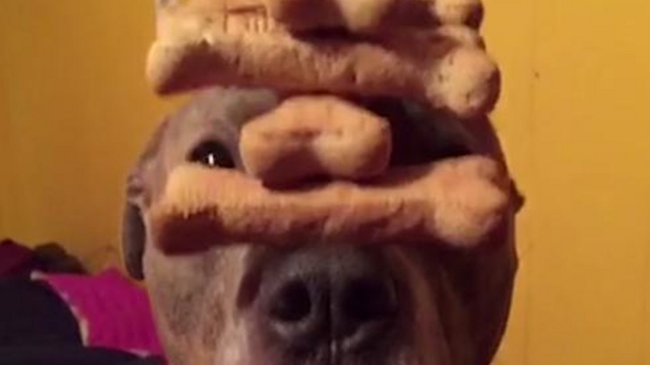 Pitbul se igra
