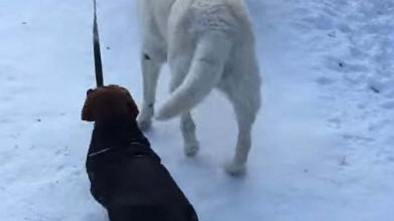 labrador šeta jazavičara