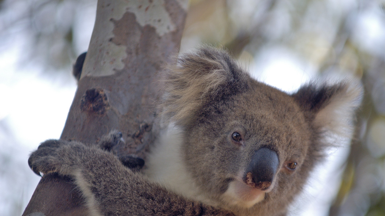 Koala na drvetu