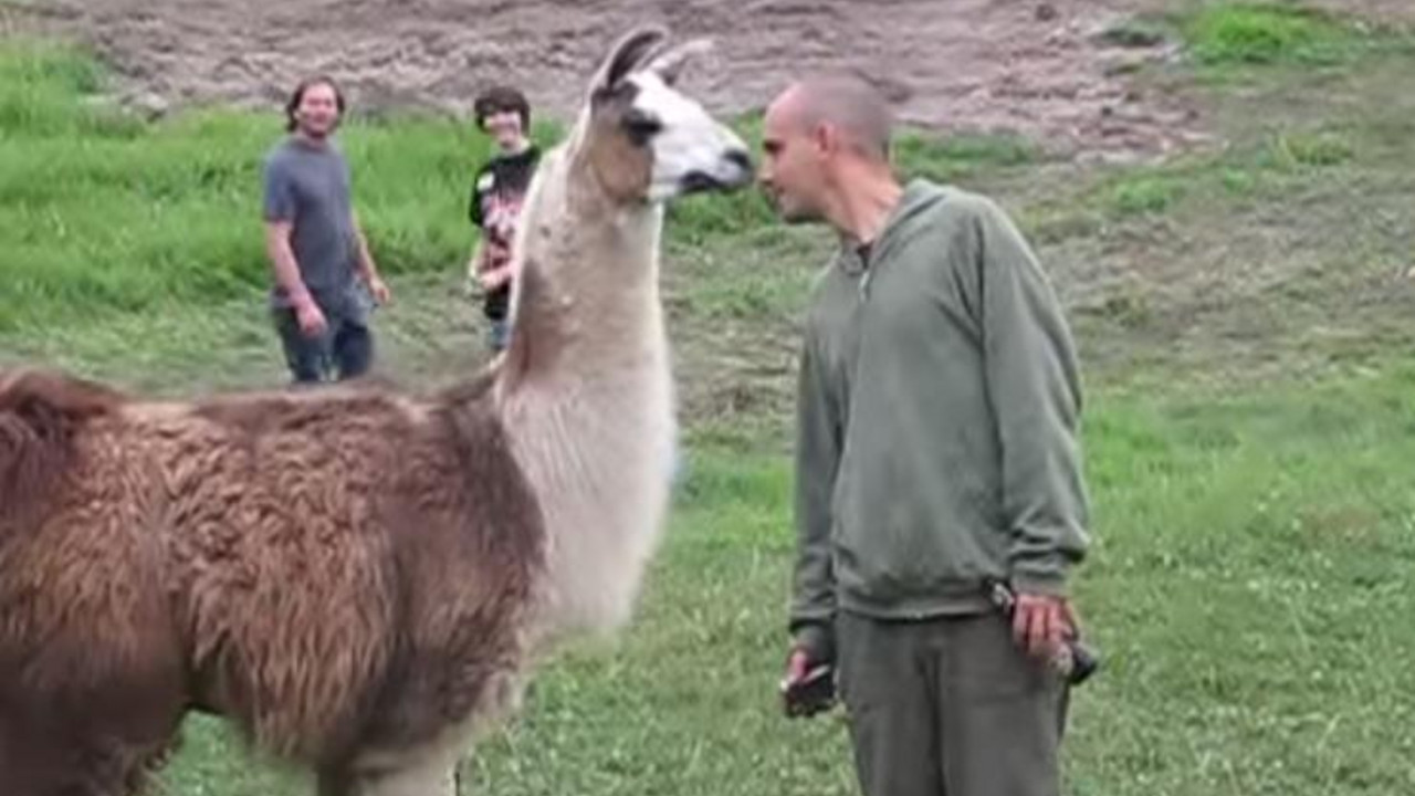 Lama i čovek