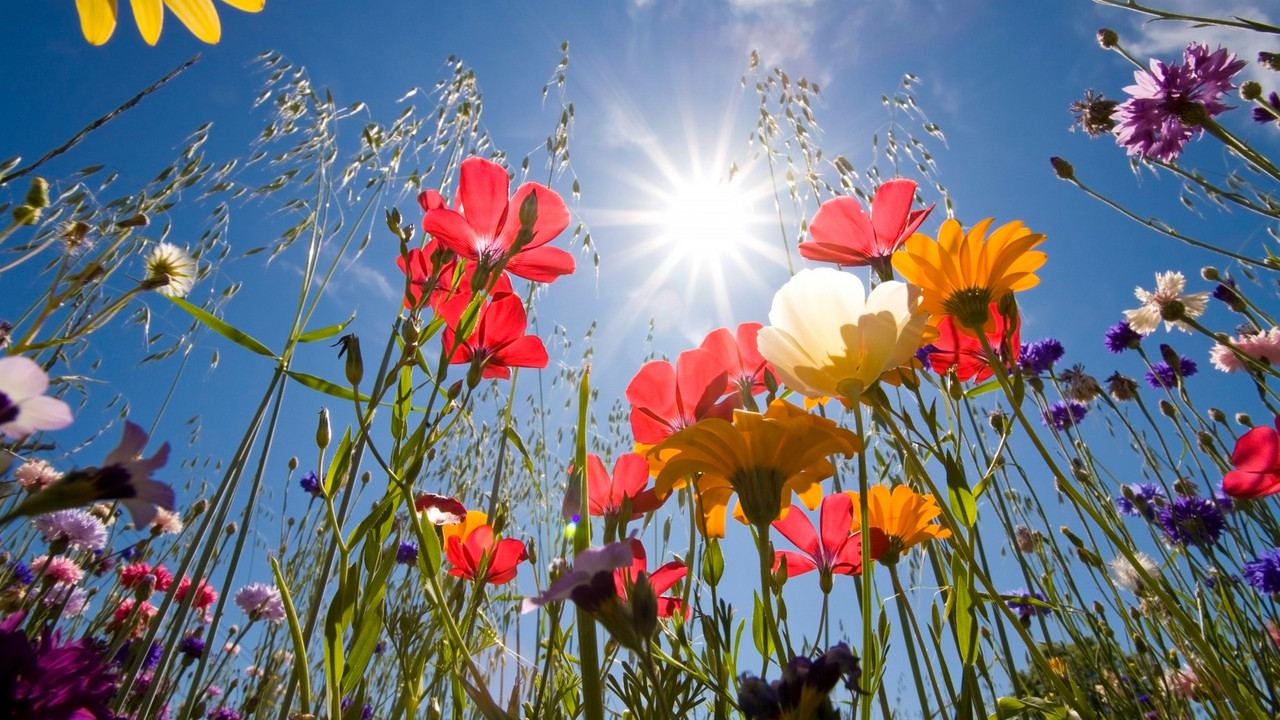 sunce i cveće