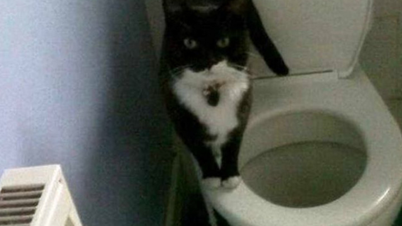 mačka sedi na wc šolji