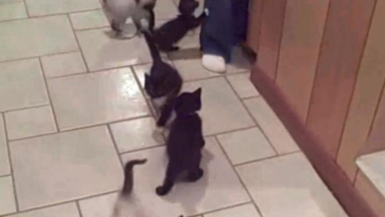 Oet mačića se pentraju na svoju vlasnicu