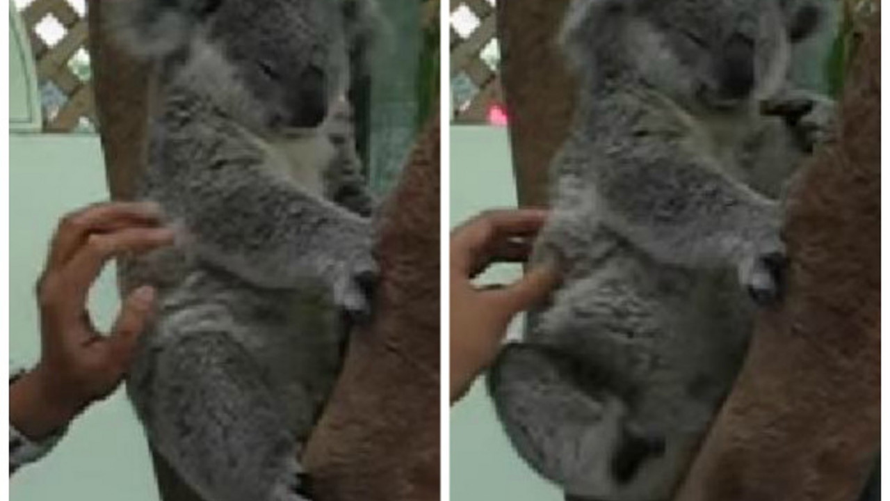 Koala