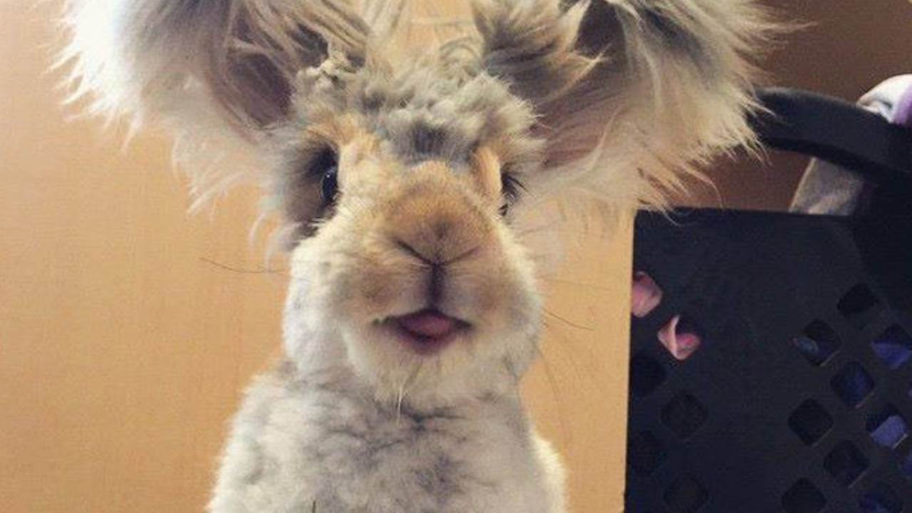 angora zec