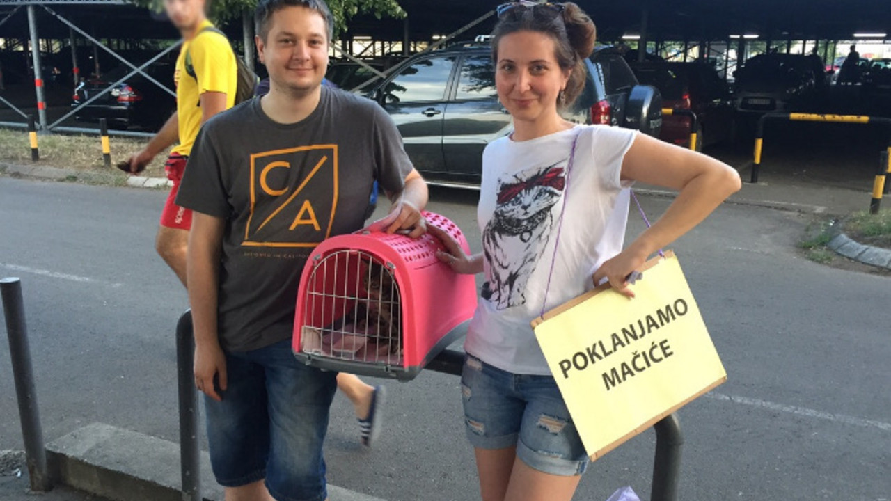 udomljavanje mačića na Adi