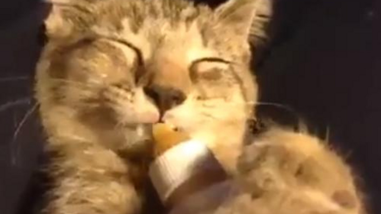 Maca pije mleka