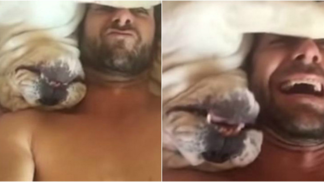 buldog i dečko