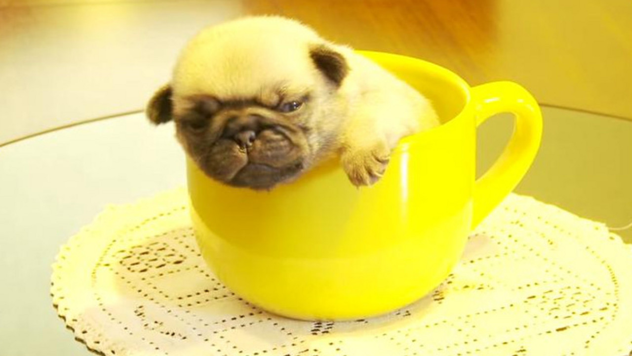 Mops u šolji