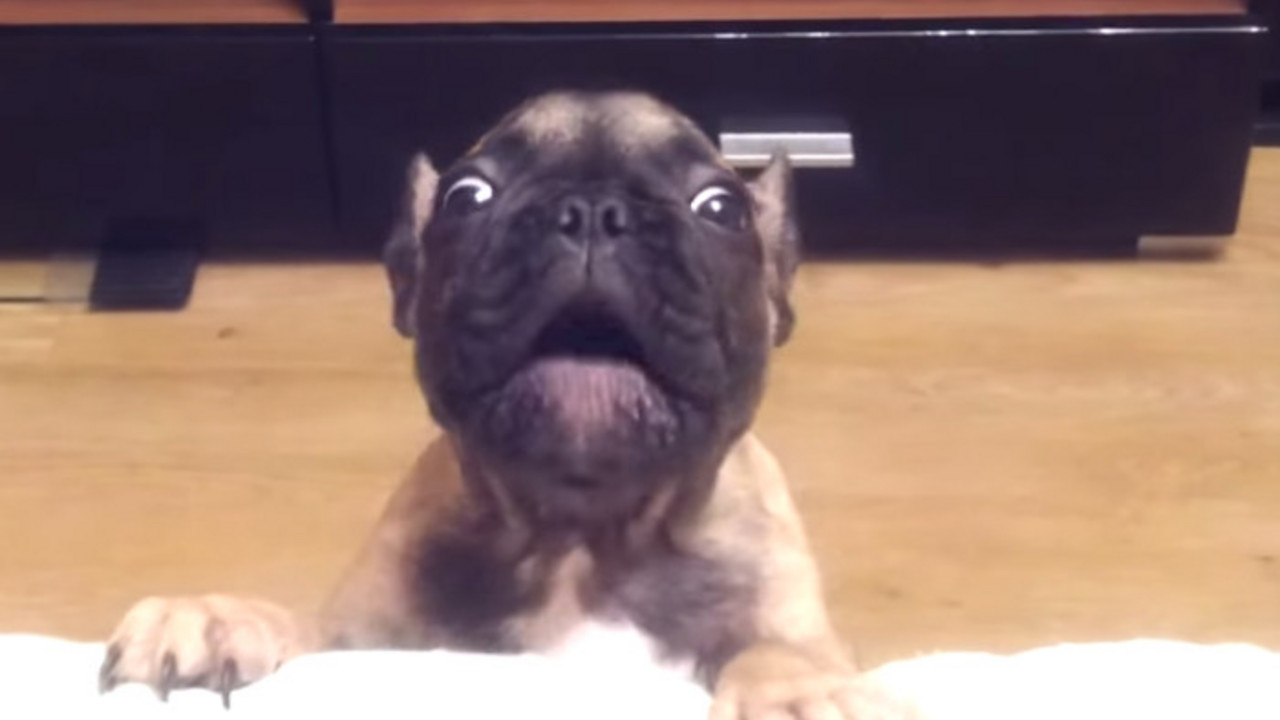 francuski buldog