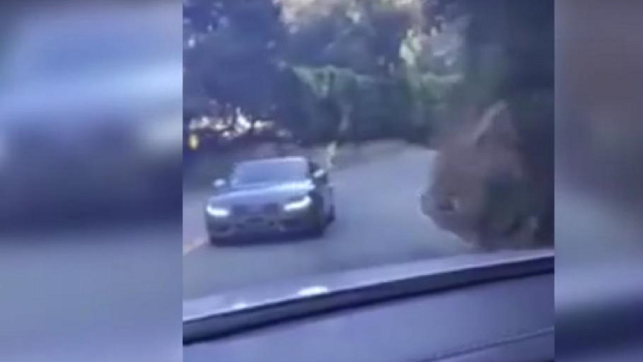 auto vozi unazad