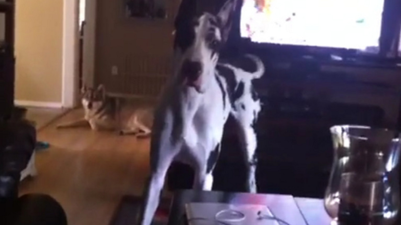 Doga