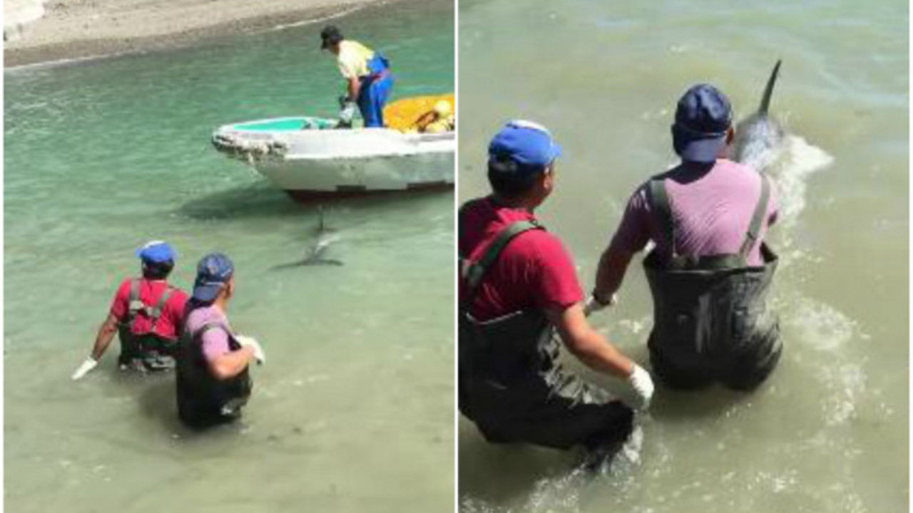 delfin