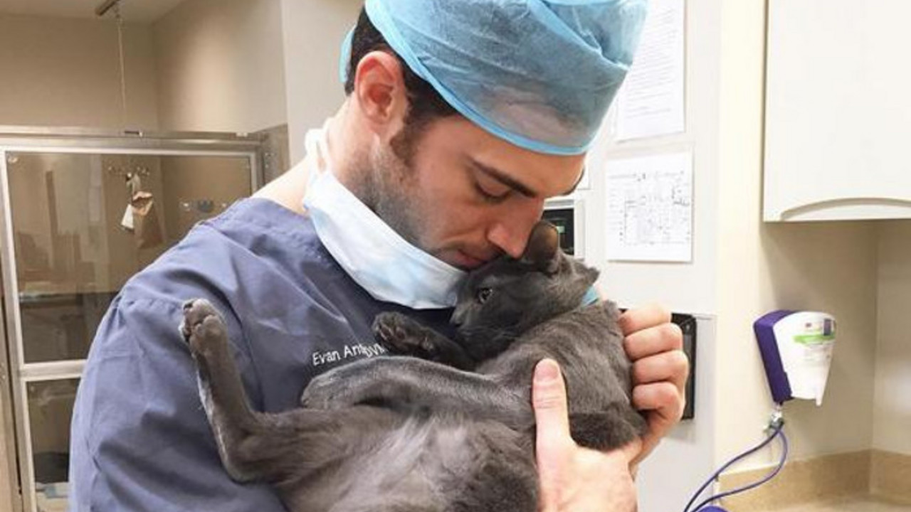 veterinar