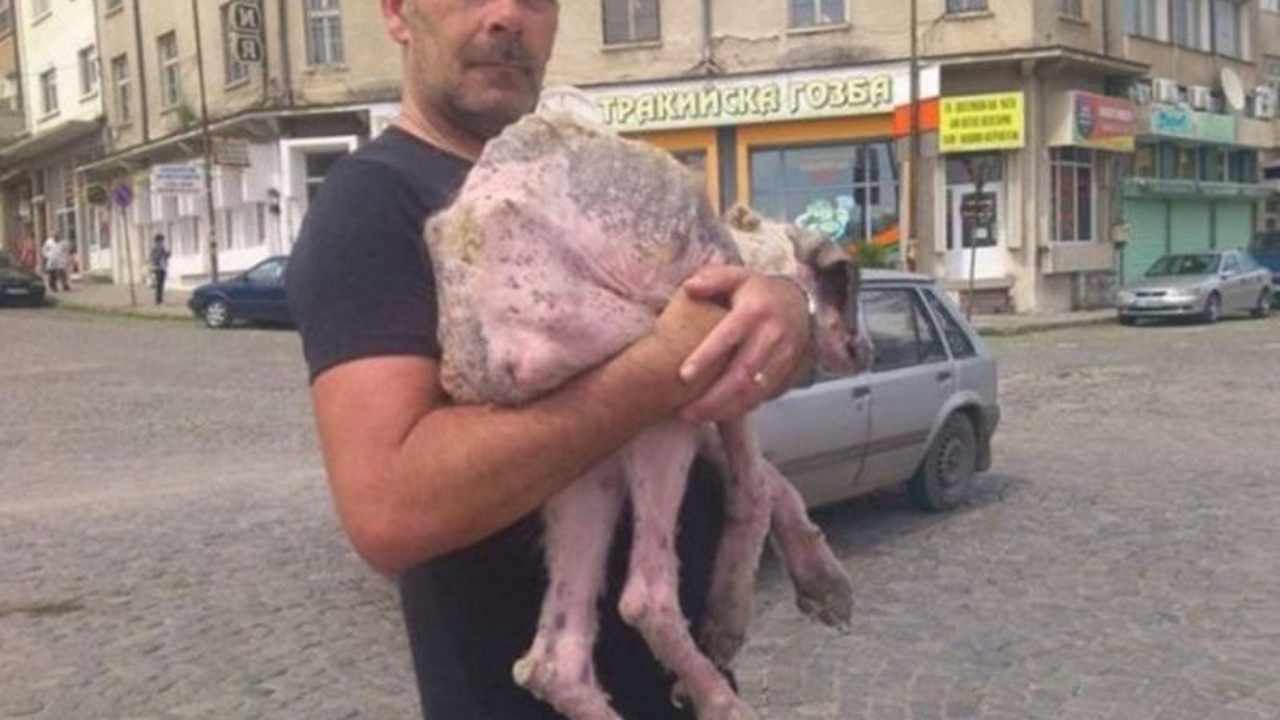 Kalisi, napušteni pas sa bugarskih ulica