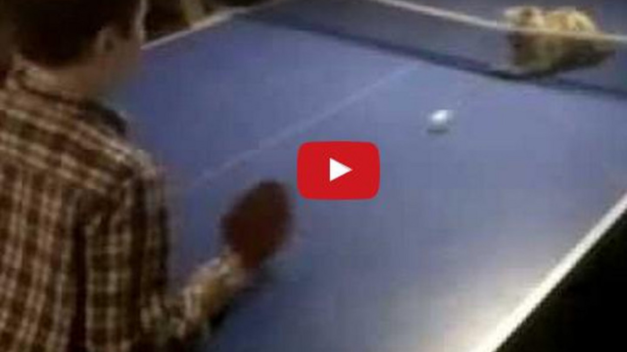 mačka igra ping pong
