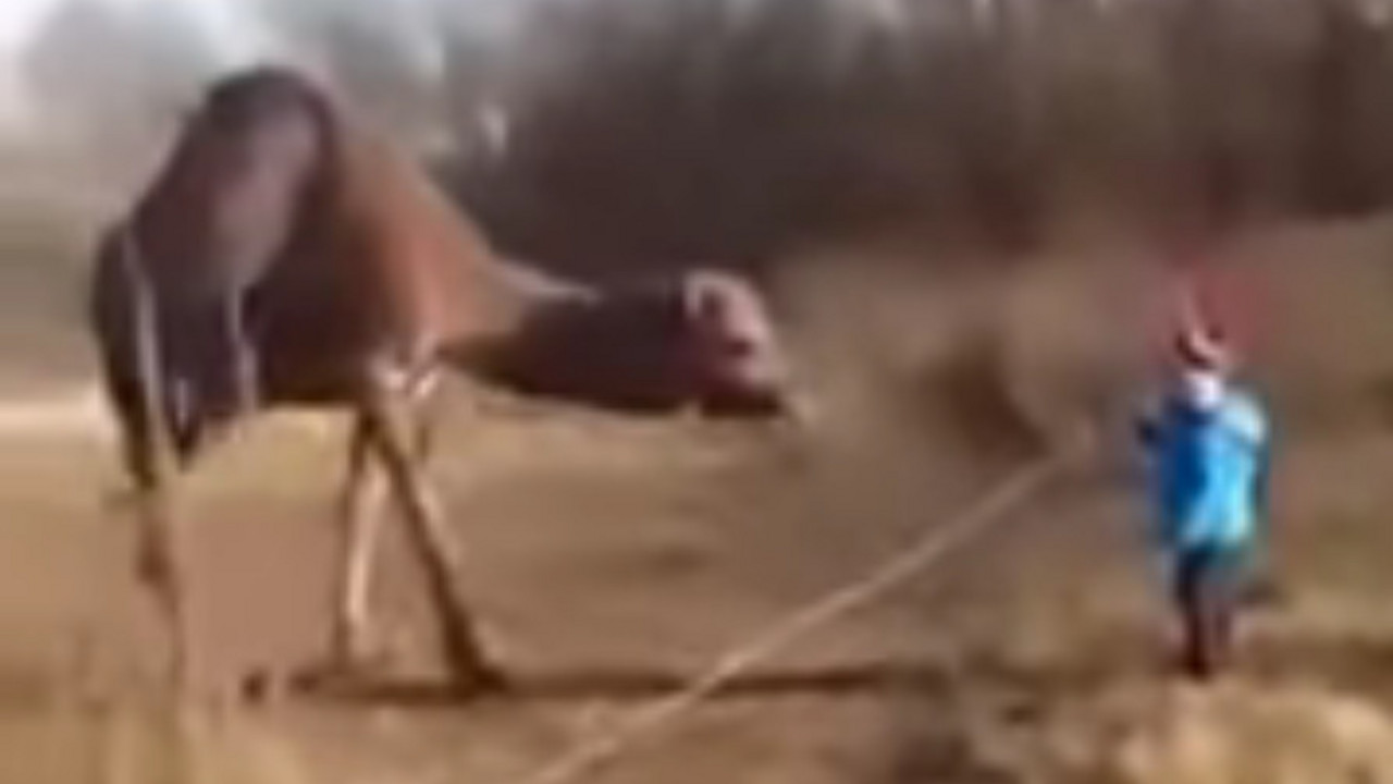 dečak i kamila