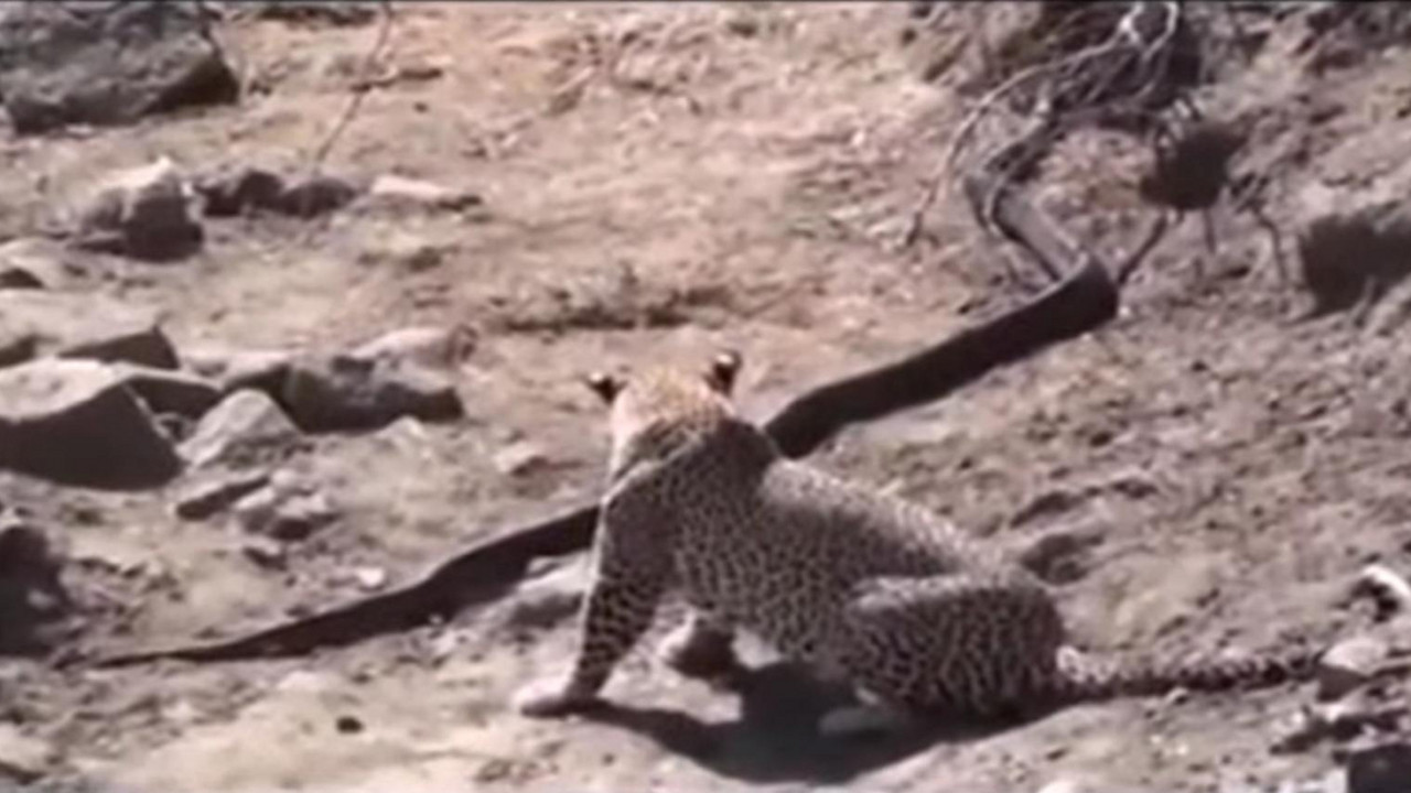 Borba jaguara i pitona