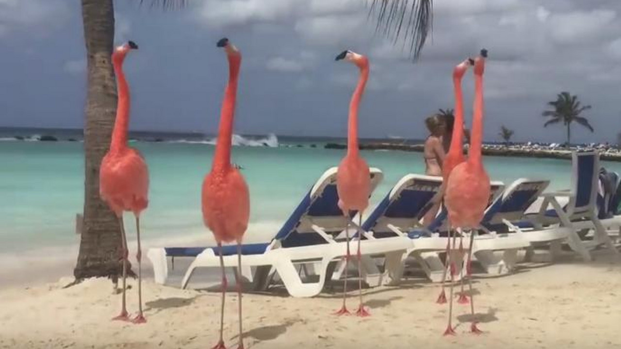 Flamingosi na plaži
