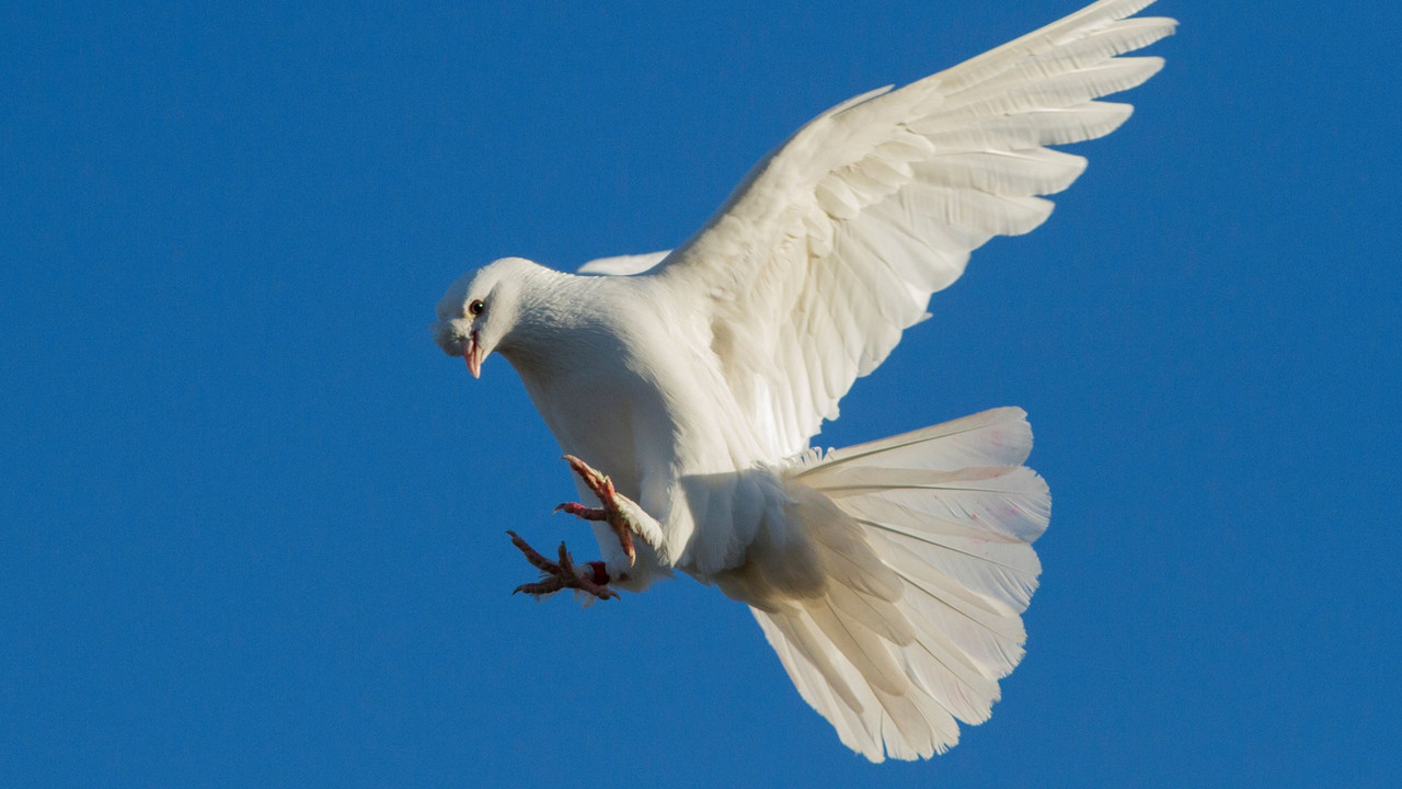 Puštanje ''goluba''