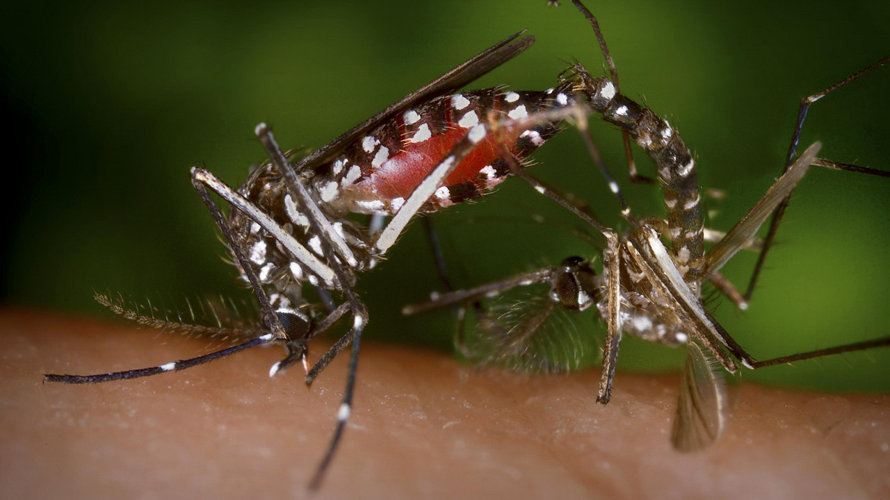 Zika virus