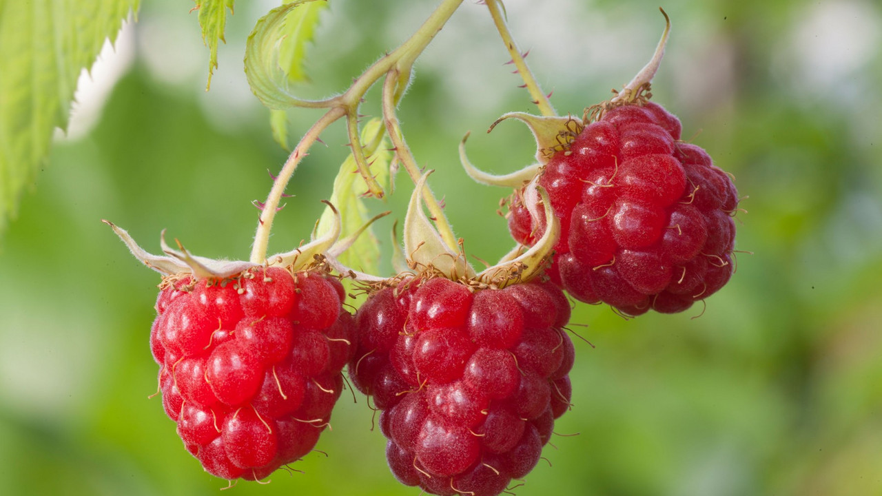 maline