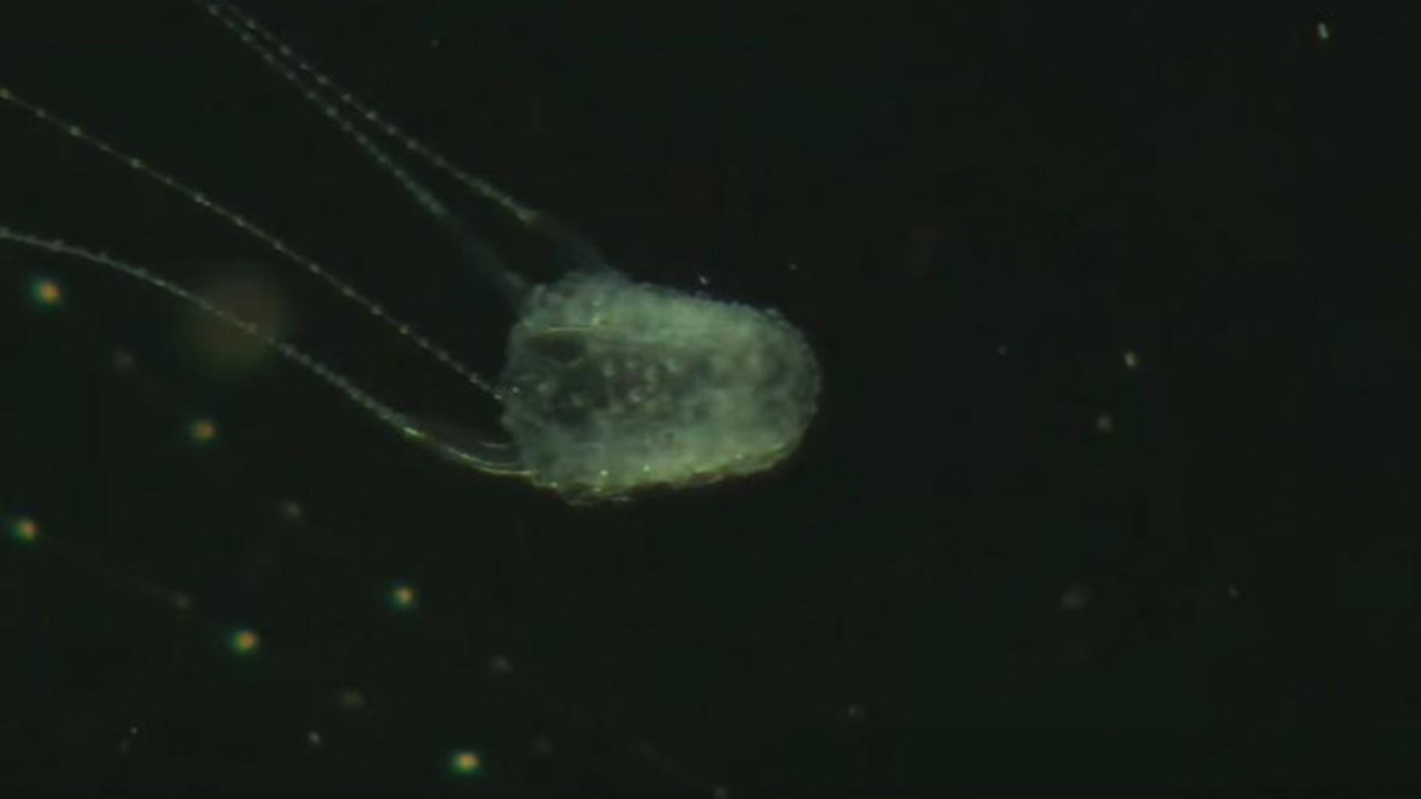 Meduza