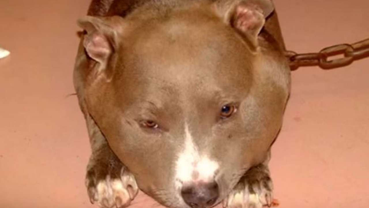 pit bul