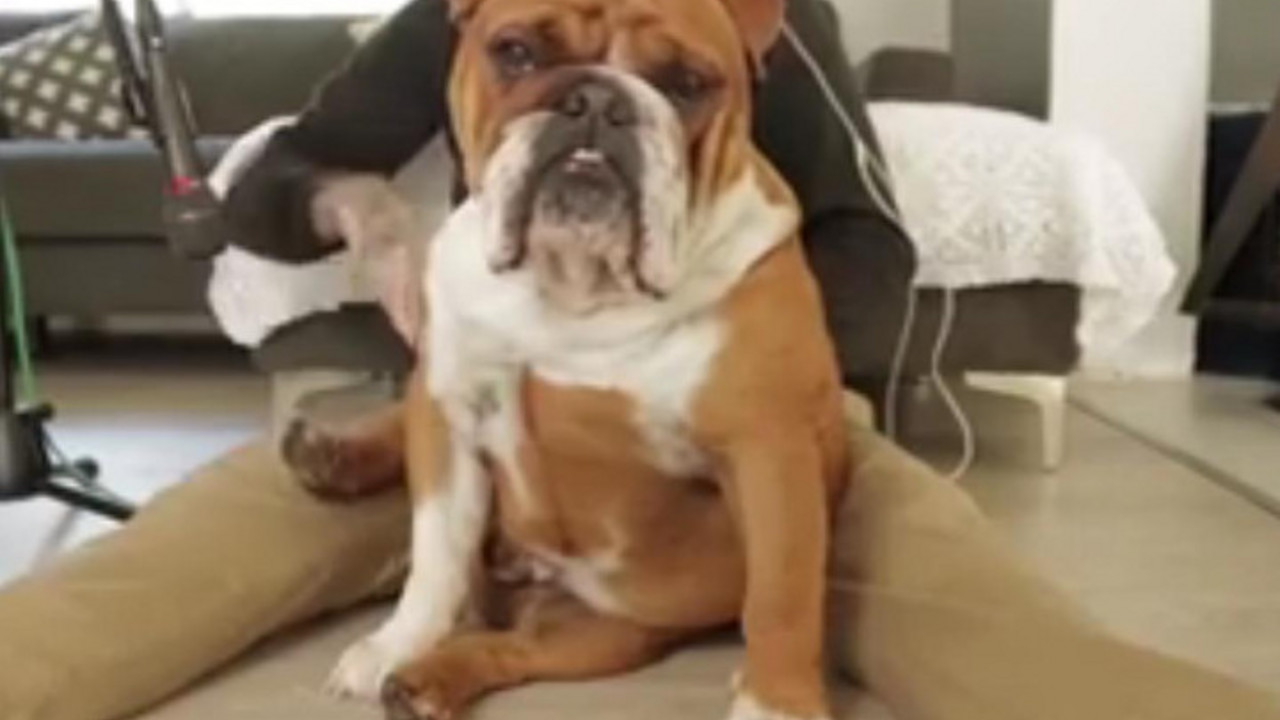 buldog