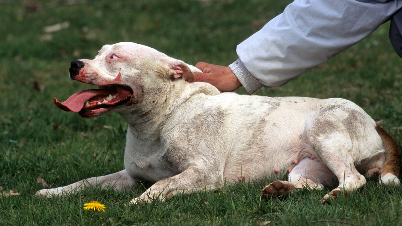 pit bul