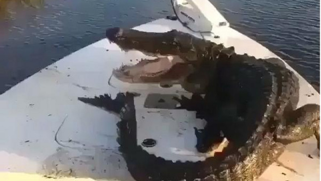aligator