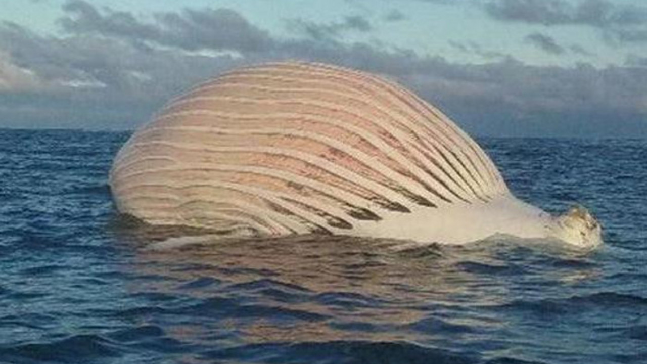 Mrtav kit