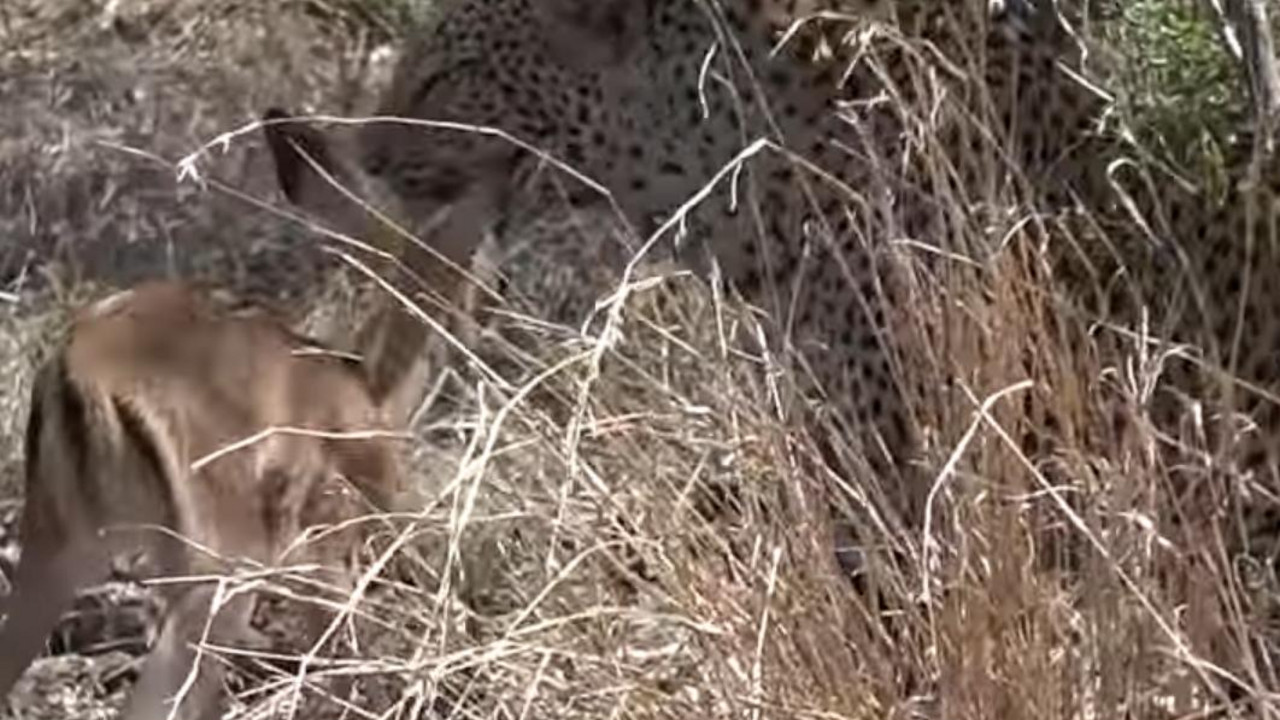 Leopard i antilopa