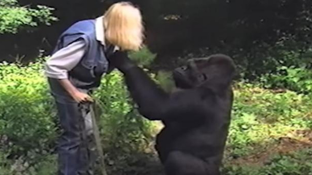 KOKO GORILA
