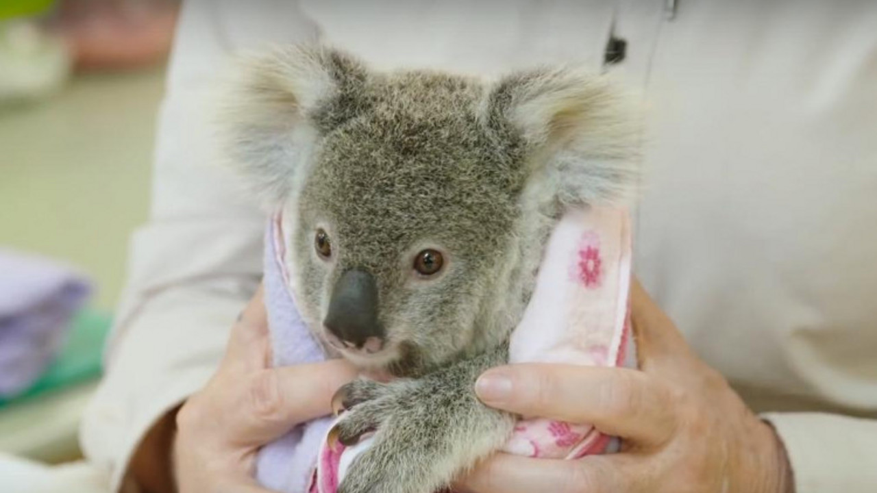 Koala
