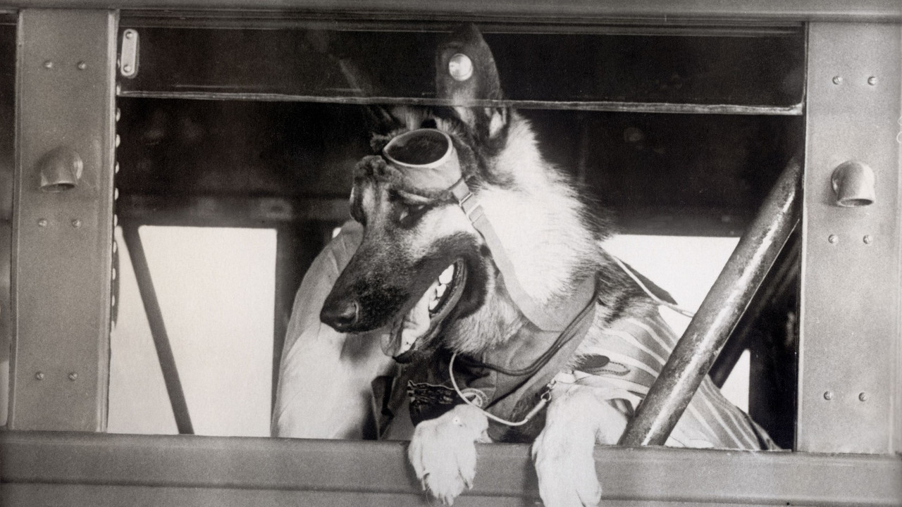 Rin Tin Tin