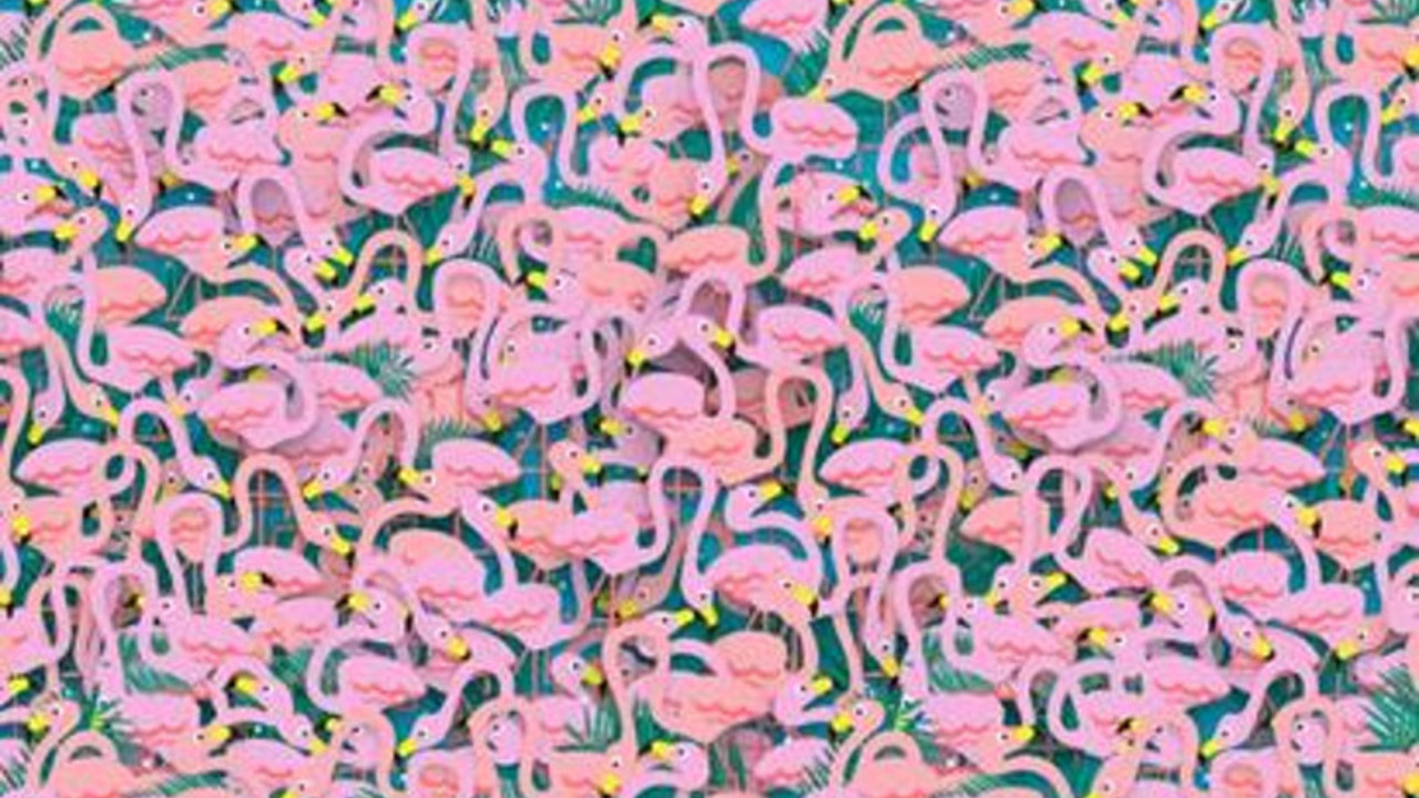flamingosi