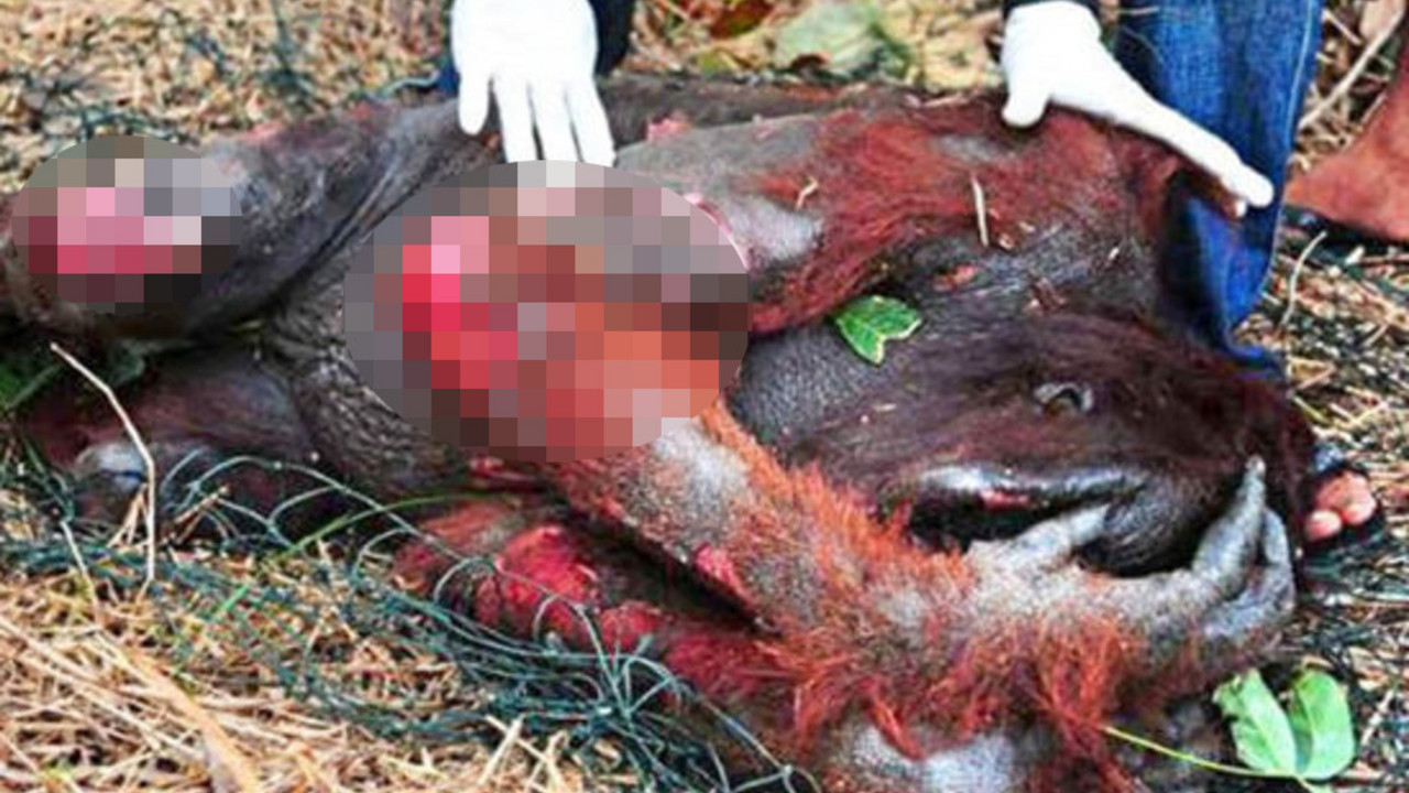 orangutan
