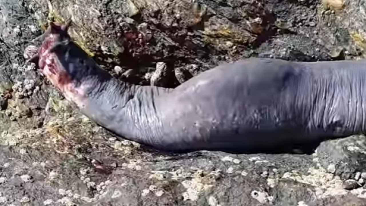 Slepulja