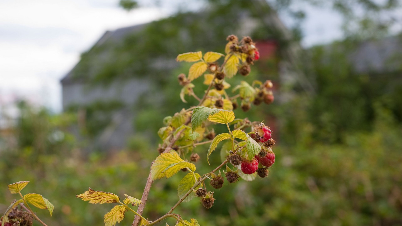 MALINE