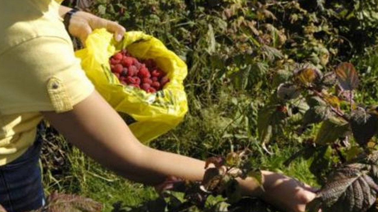 maline