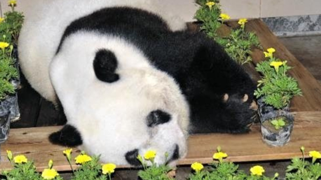 Panda
