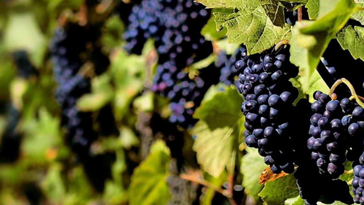 grožđe, vino, vinograd