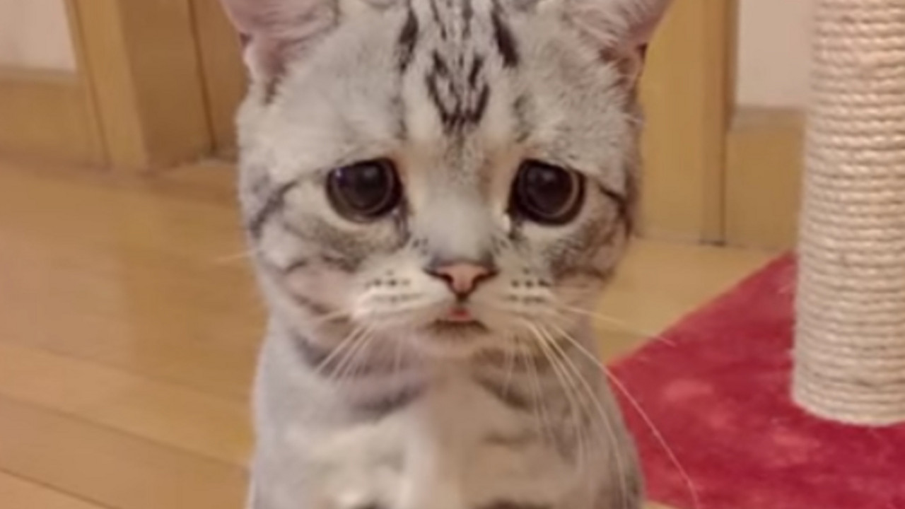 Luhu