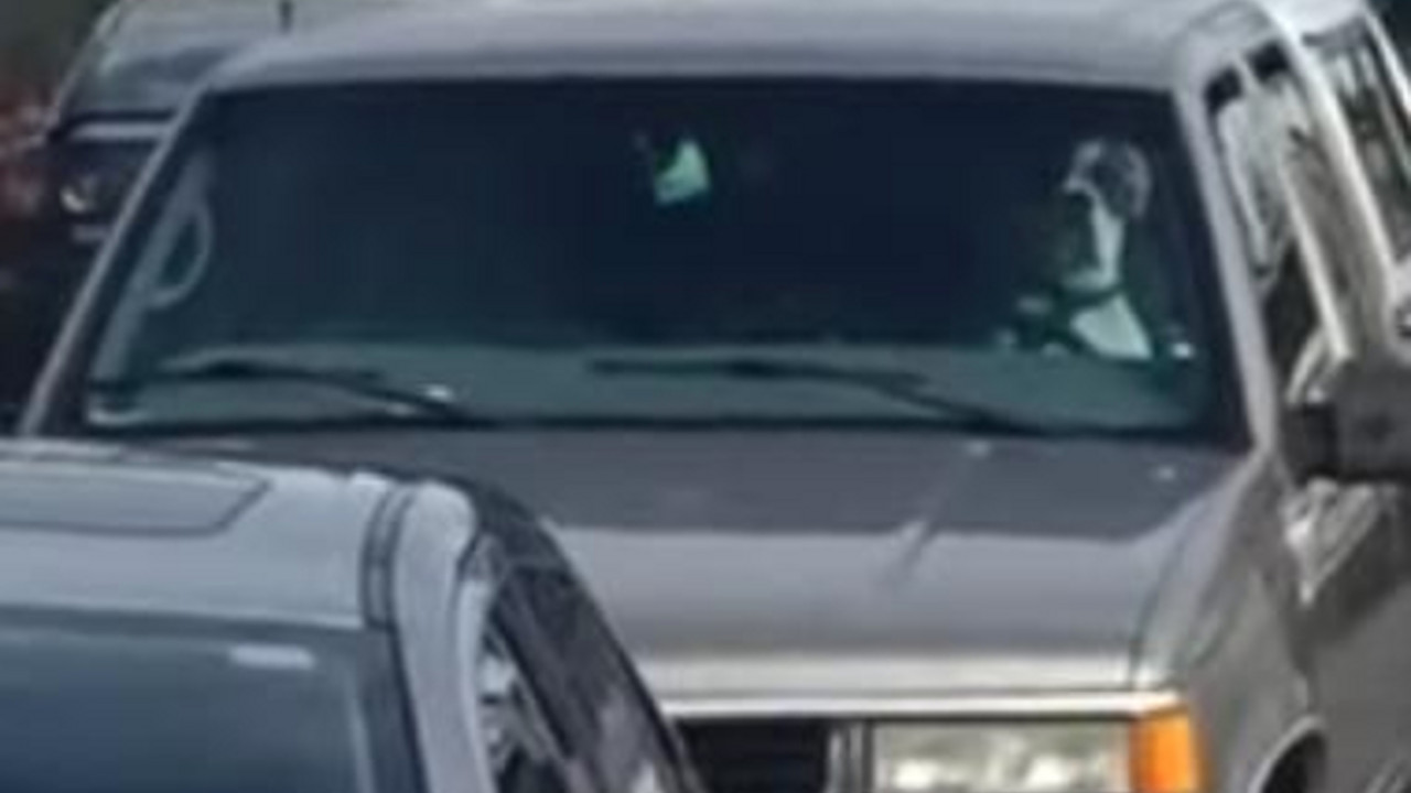 Pas u kolima
