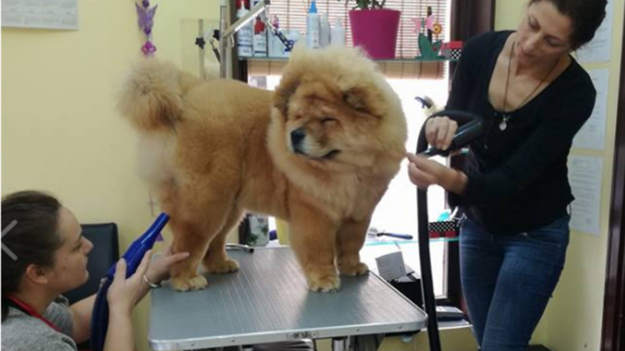 Grooming Dog Studio