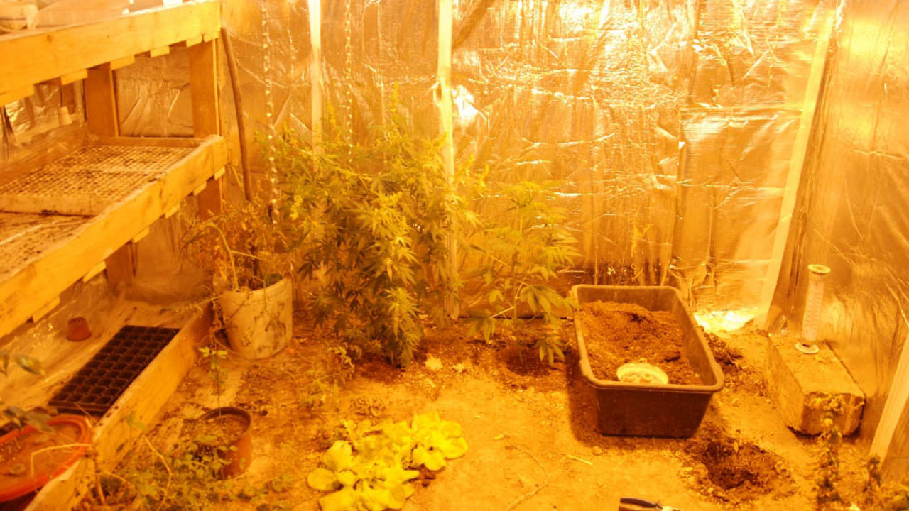 Marihuana