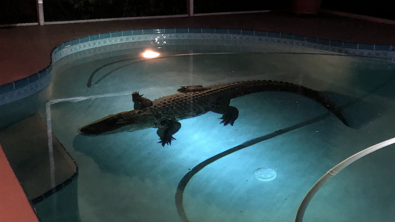 Aligator