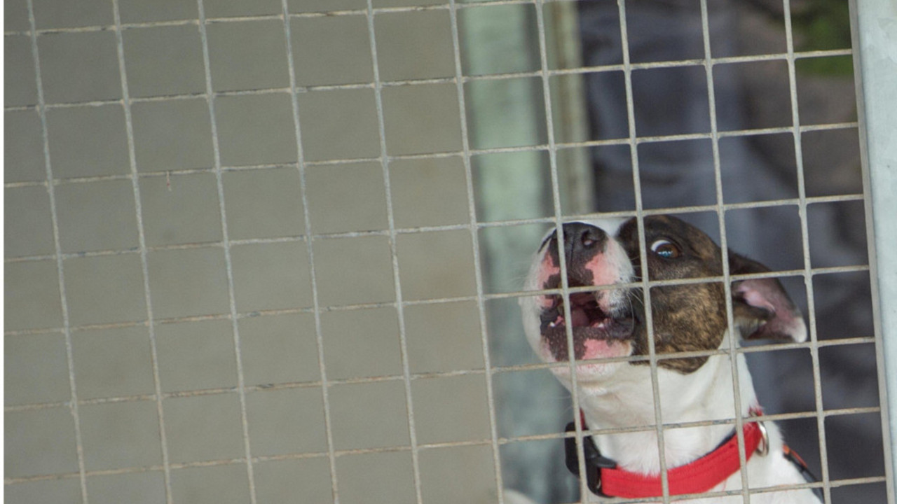 Pit Bul