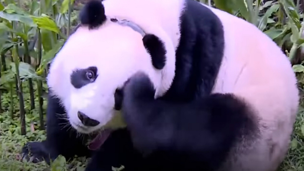 Panda Džendžen